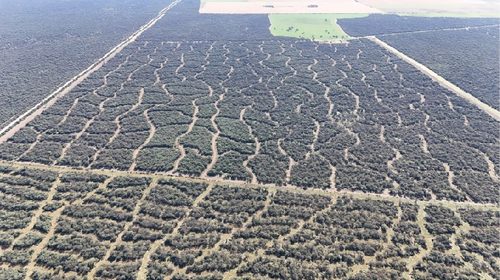 Lanzan créditos de hasta $200 millones para el manejo sustentable de bosques nativos en La Pampa